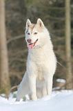 SIBERIAN HUSKY 172